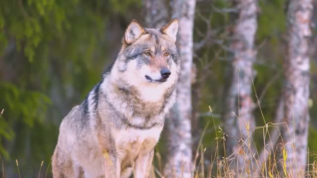 ОЧЕНЬ КРАСИВАЯ, НЕЖНАЯ И ТРОГАТЕЛЬНАЯ МЕЛОДИЯ, КРАСИВАЯ СПОКОЙНАЯ ХОРОШАЯ МУЗЫКА ДЛЯ ДУШИ #МУЗЫКА