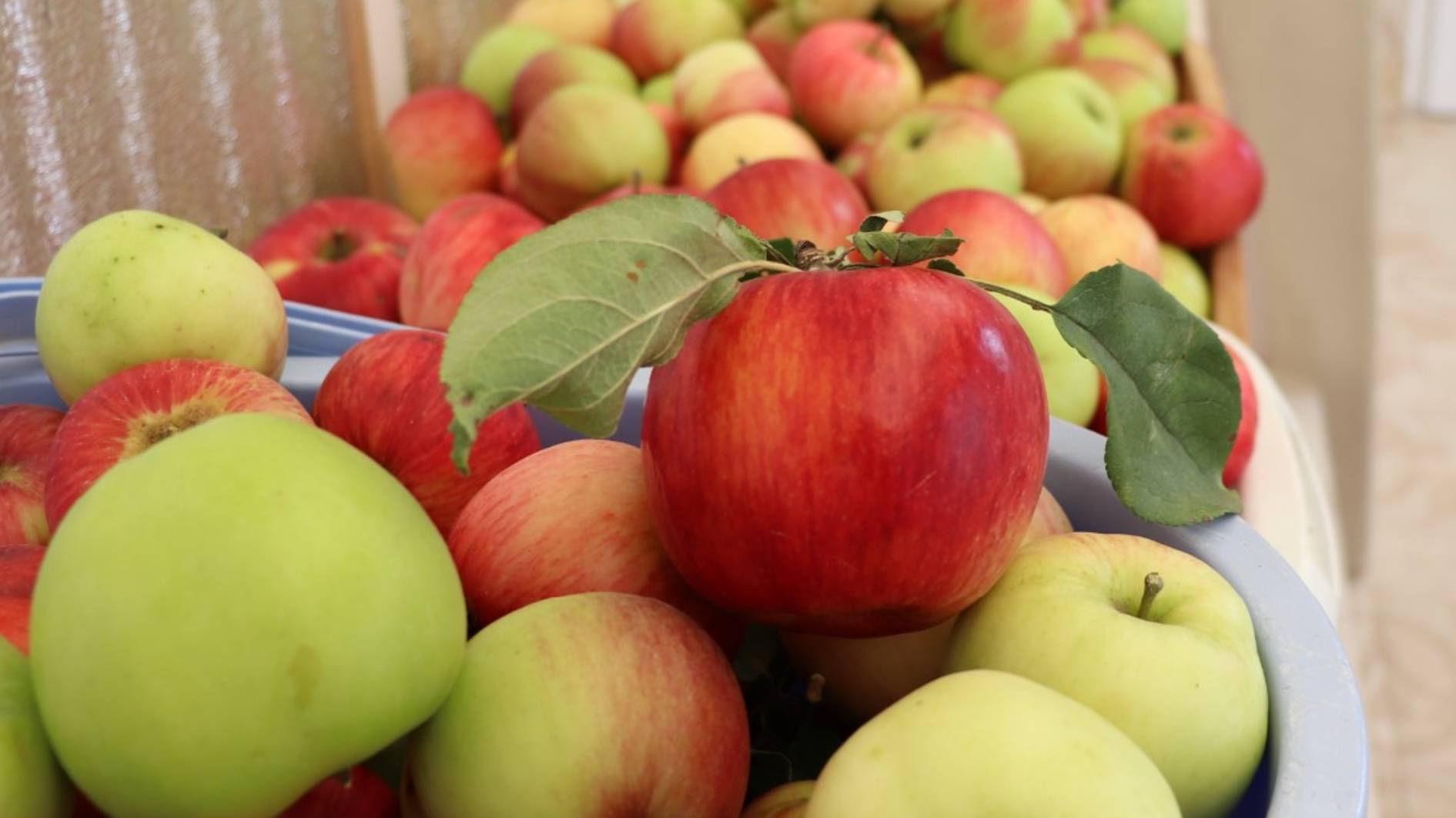 Первый урожай яблок - Дэйтон.