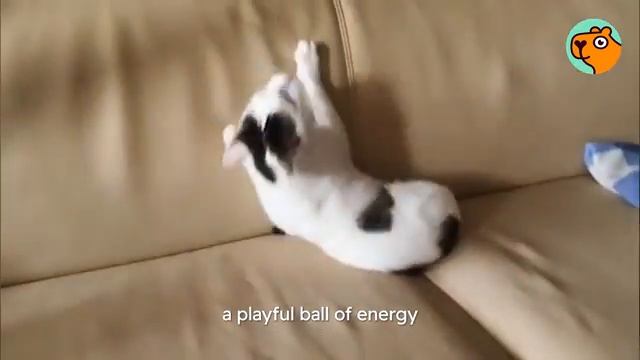 Женщина спасла котенка без двух лапок - 2025 год