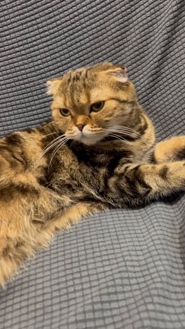 Милая шотландская вислоухая кошечка 🐱
