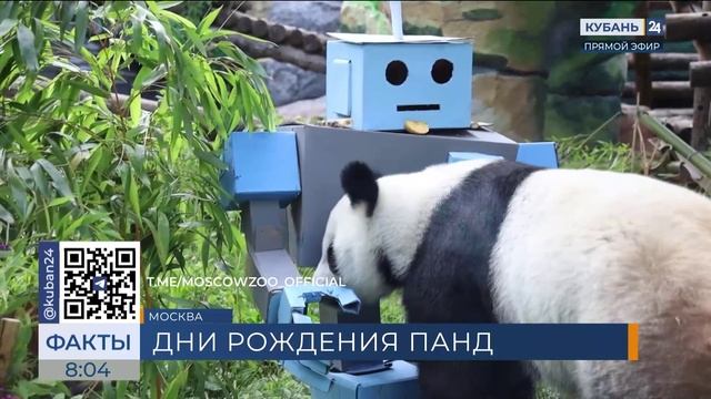 В Московском зоопарке отметили дни рождения панд Жуи и ДинДин