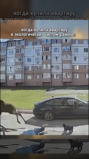 Когда купили квартиру в экологичном районе: