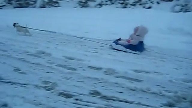 МАЛЕНЬКУЮ СОБАЧКУ ЗАПРЯГЛИ В САНИ))) СМОТРЕТЬ ВИДЕО ПРИКОЛ