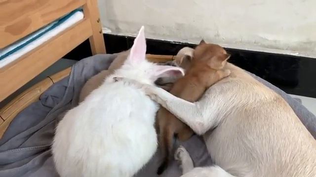 Курица относилась к котёнку как к своему собственному ребёнку - 2025 год