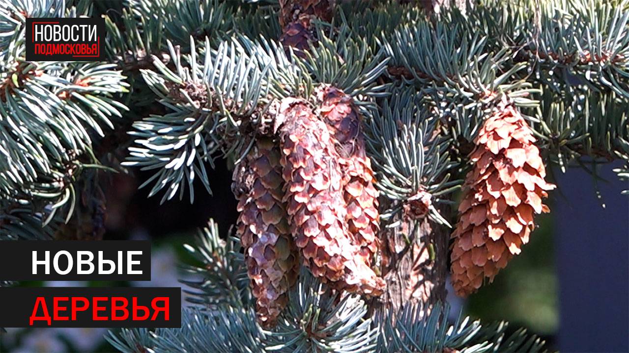 Голубые ели посадили возле центрального входа в «Пехорку»