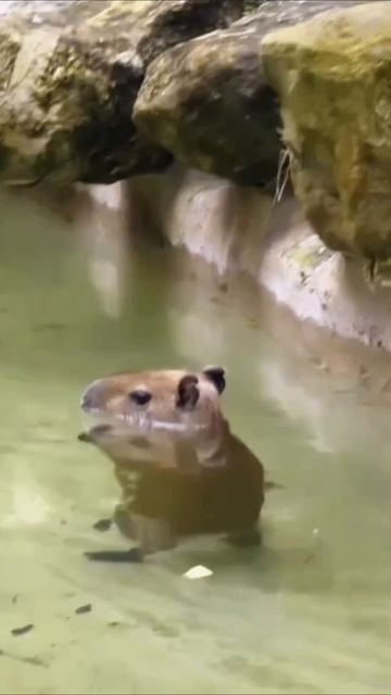 #юмор #смех #капибара #рек