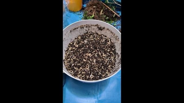 Альтернифолия 8