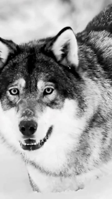 Николай Искуснов-Сидельцы