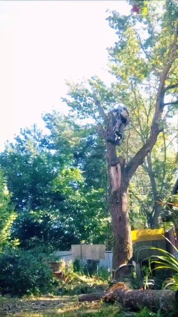 Дубок в завес