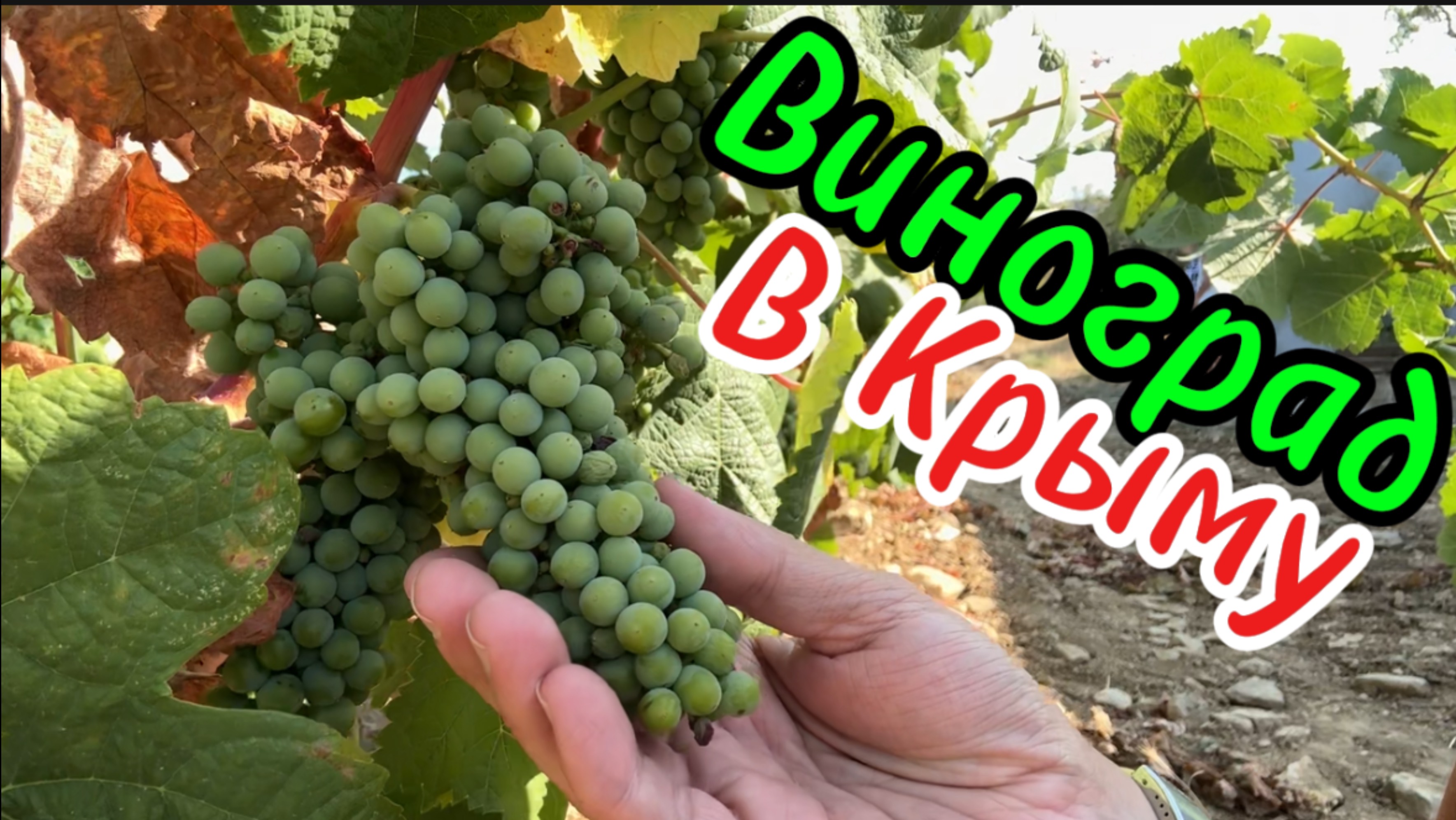 Как растет виноград в Крыму. Солнечная Долина. 30 июля 2025 год. Виноградники Голицына