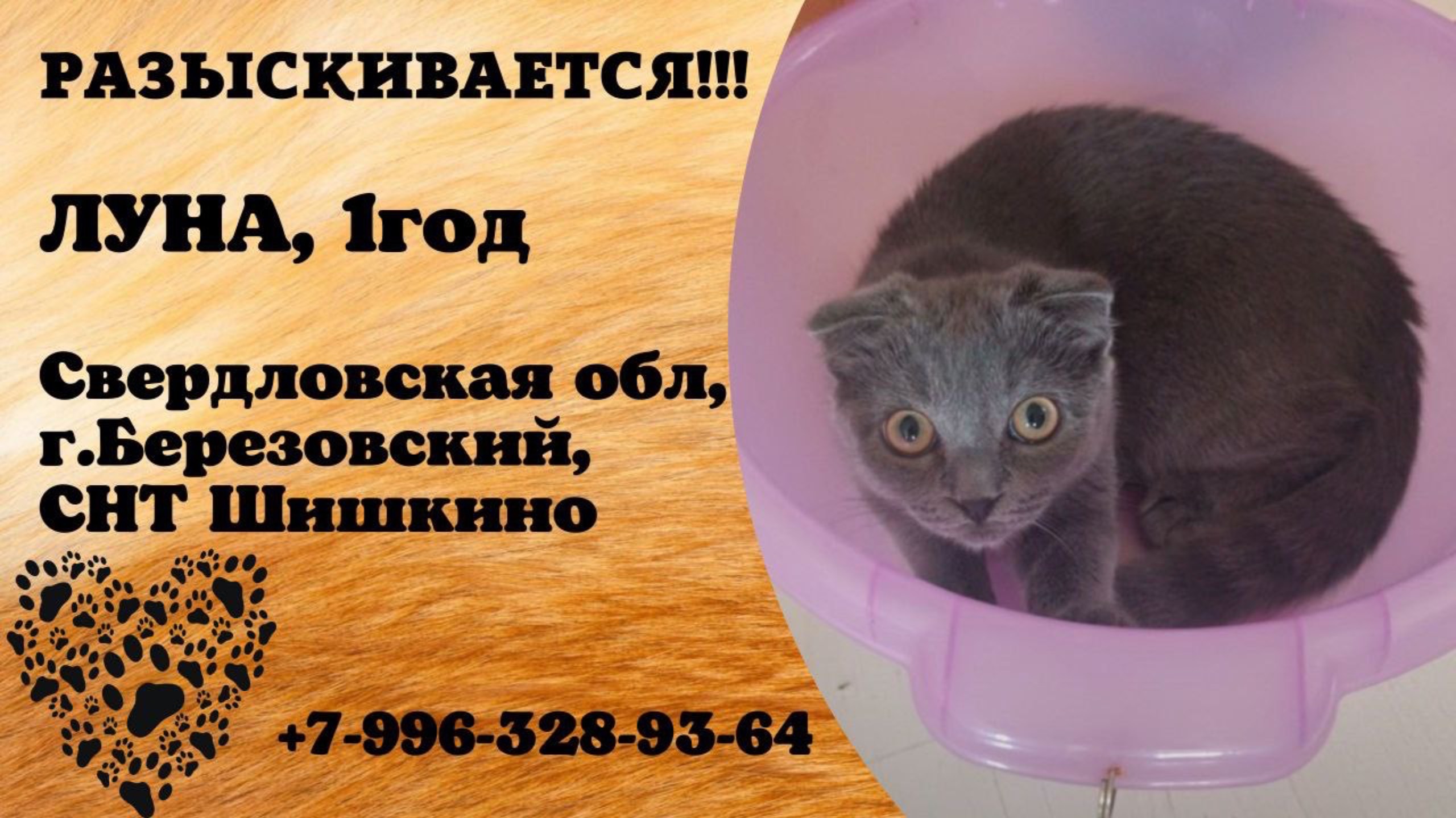 Пропала кошка! ЛУНА, 1 год. Свердловская обл., г.Березовский.