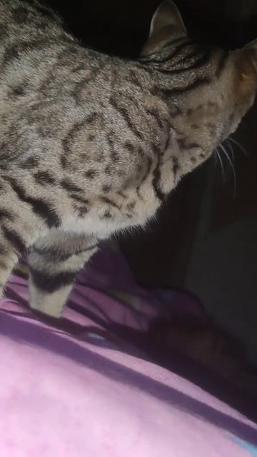 Мурка #кошка #бенгал #котята #кошки