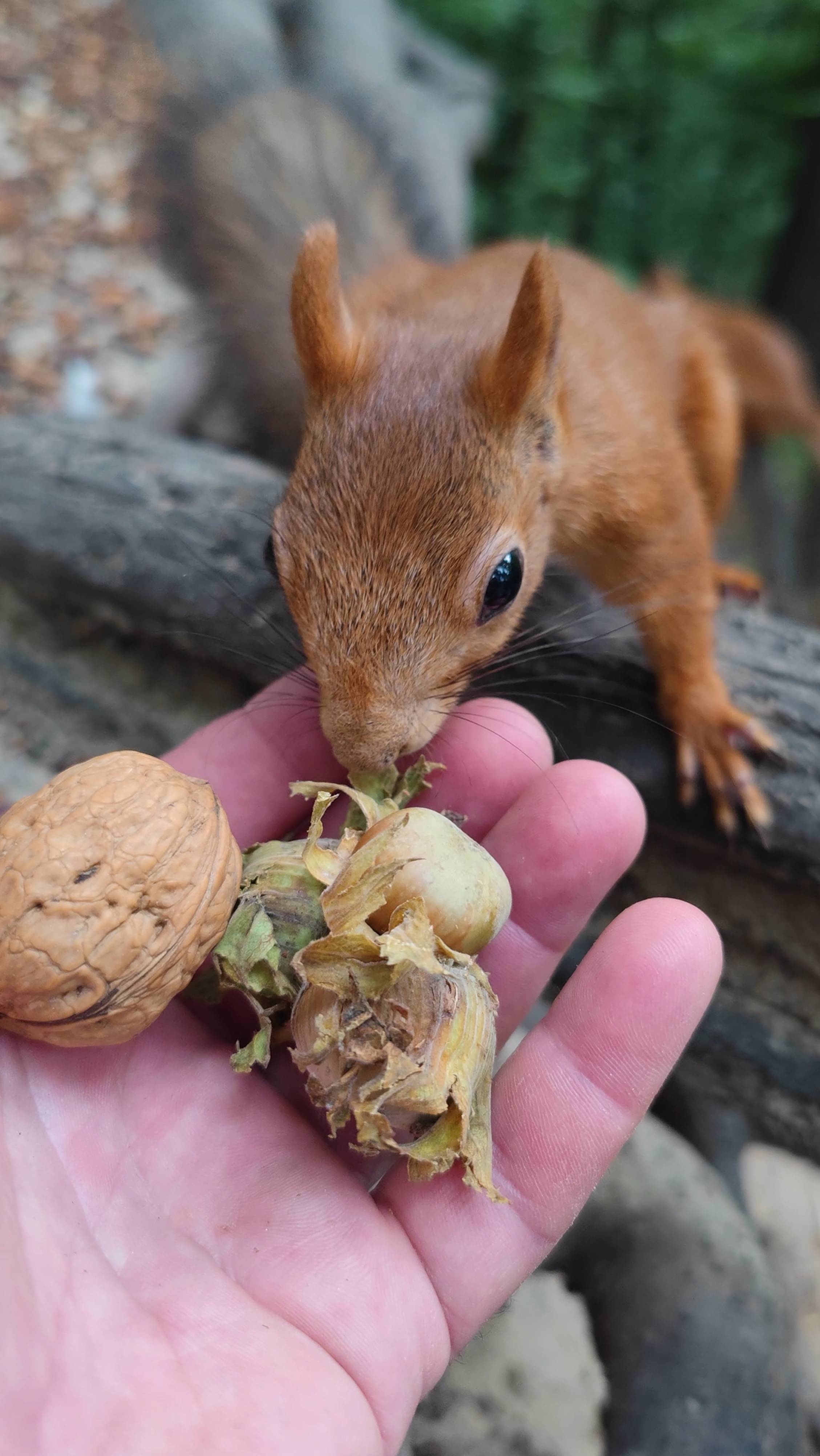 Белка выбрала орех