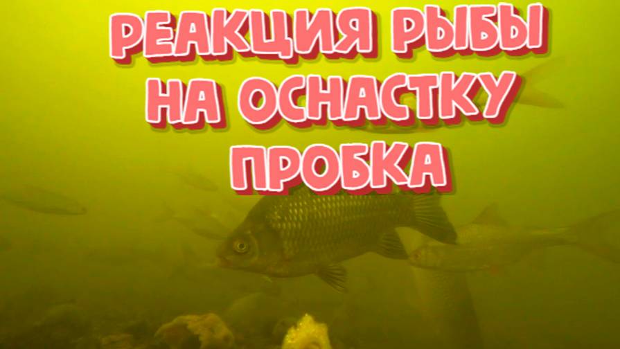 Реакция рыбы на оснастку пробка ( подводная съемка)