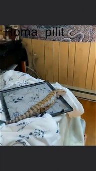 #кот #вшоке #что.за.х.. #прикол #юмор