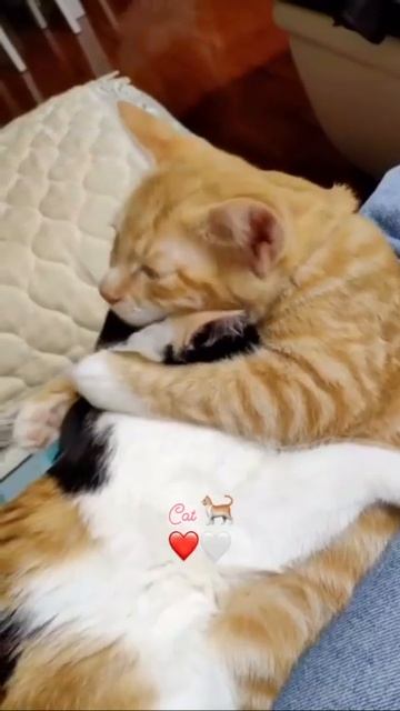 Сладких снов🥰