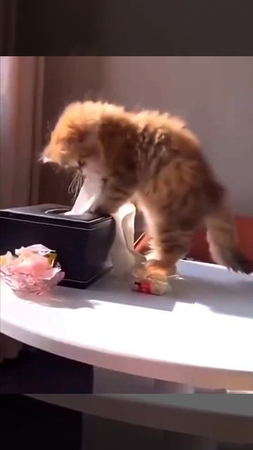 Котёнок и салфетки 🥰🤩😍😻💖