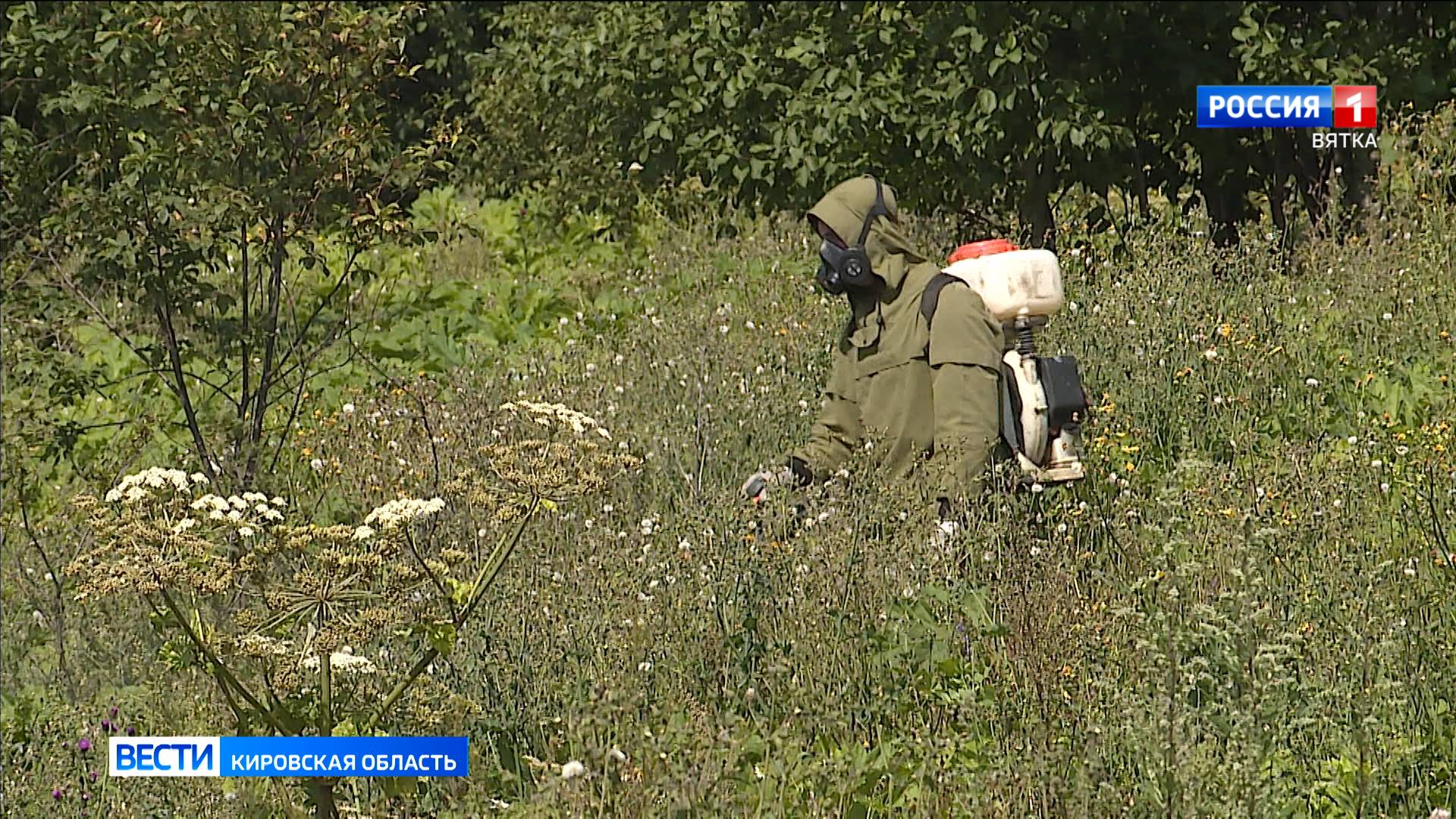 В Кировской области продолжается борьба с борщевиком Сосновского