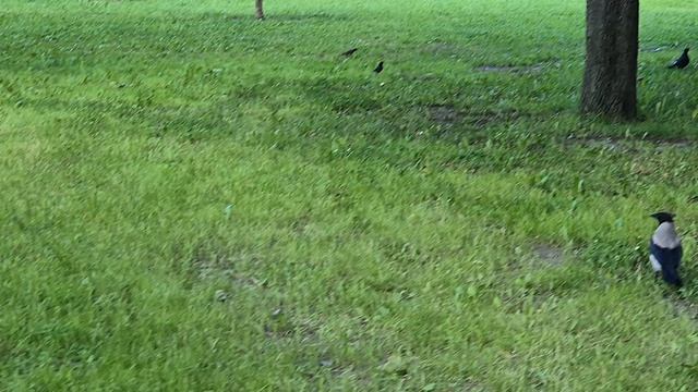 Сорока-серобока