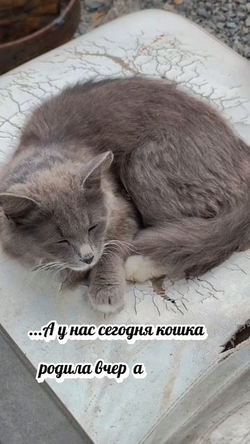 А у нас сегодня кошка родила вчера котят 🐱
