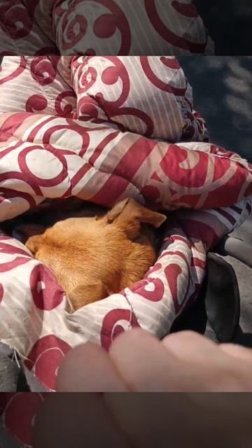 Сегодня нам удалось простерилить сразу двух хвостиков - Мусю и Дусю