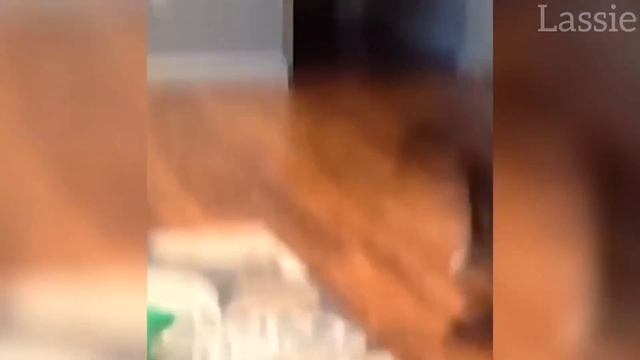 НОВЫЕ самые смешные видео с животными 2025 😂 Забавные собаки и кошки, которые мгновенно поднимут...