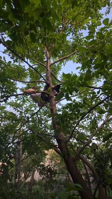 упражнение для тренировки грэпплинга с деревом