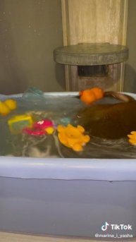 Водные процедуры в жару. Обезьянки тоже любят купаться.