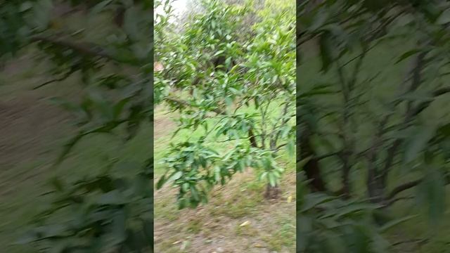 дом на колёсах едет к приключениям.mp4