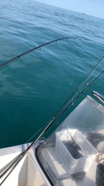 Ловим ставридку в Сириусе.