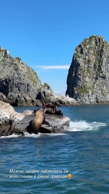 Морские прогулки на Камчатке с Азимут Тур