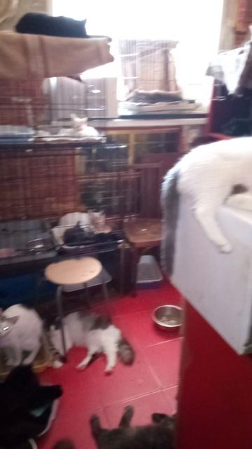 Никто не хочет лежать на подстилках. Прохлада от кафеля - это прохлада.