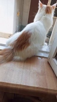 Природные инстинкты. Добытчик и кормилец. А птичка осталась жива! Ура!