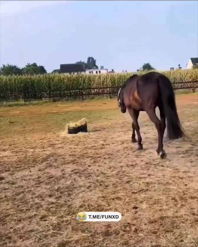 Нежданчик😆