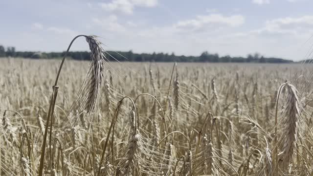 Наш край - Россия.