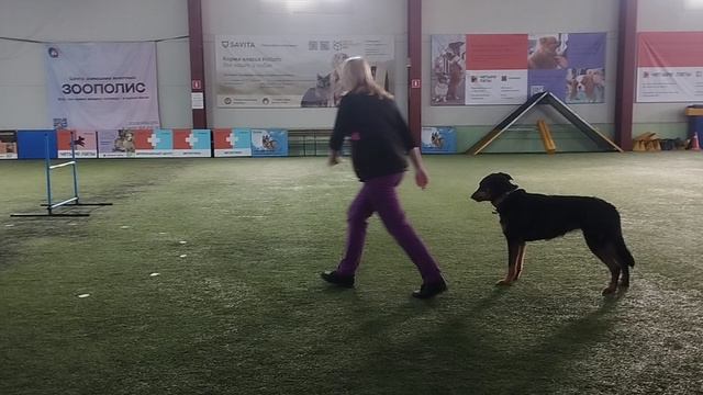 Обидиенс Оришка тренировочные