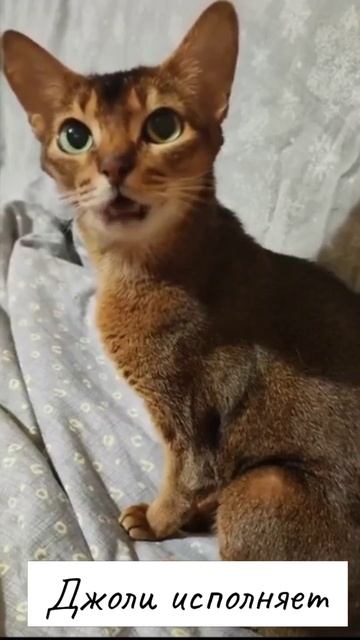 Со звуком! 🐱♥🎤 Новый хит от моей абиссинки Джоли! #котики #кошки #коты #озвучка #рек #смешныекоты #р
