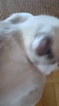 Котик пылесос !