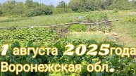 Наш огород🥒🥦О случайных помидорках!🍅🍅Красным бройлерам 3 месяца.1августа 2025г.Воронежская обл.