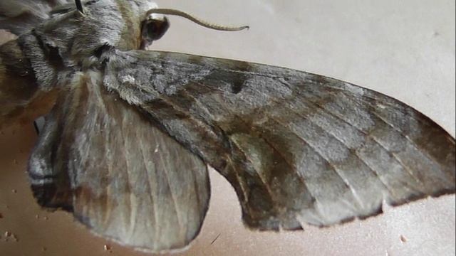 БРАЖНИКИ: 426. Daphnusa philippinensis