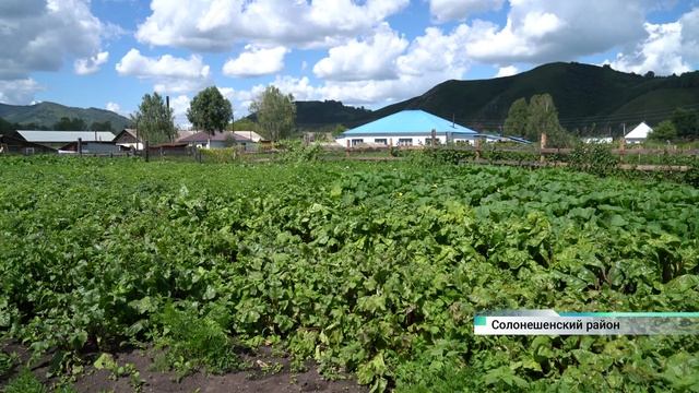 Соотечественники едут на Алтай