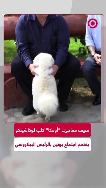 كلب لوكاشينكو _أومكا_ يقتحم اجتماع الرؤساء