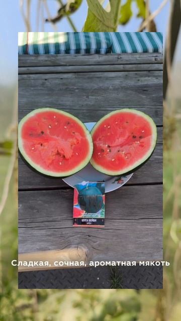 Выращивание арбузов в Арктической зоне — реальность! 🍉