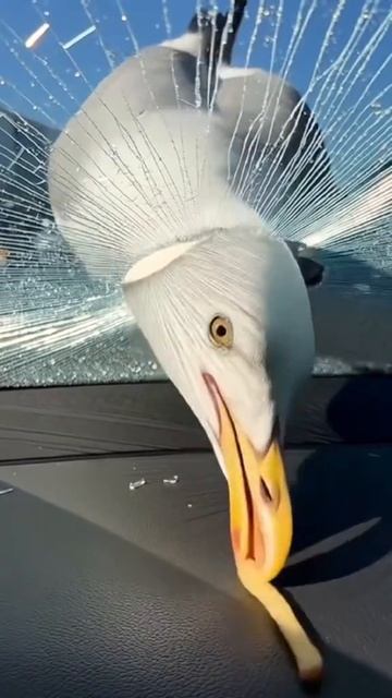 чайка разбила стекло в машине