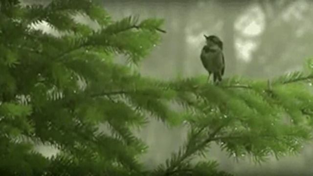 Ветер ветви качал (1)