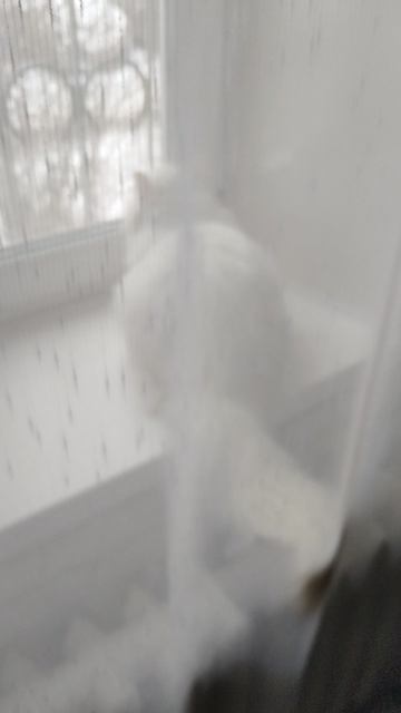 Кошка Корюшка