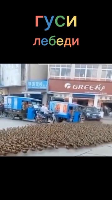 Удивительные животные !!!!