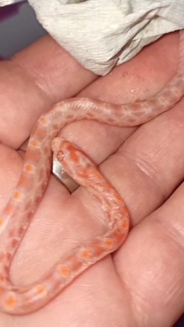 Вылупление малыша маисового полоза номер ДЕВЯТЬ. 26 июля 2025 г.