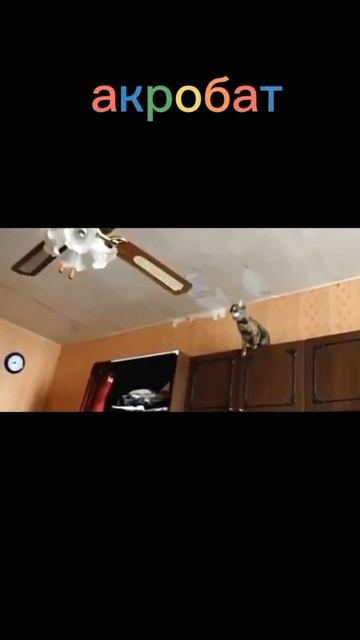 Удивительные животные !!!!