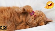 Funny Cats and Dogs - Best Compilation of 2025 😹 - Bully Furry #2